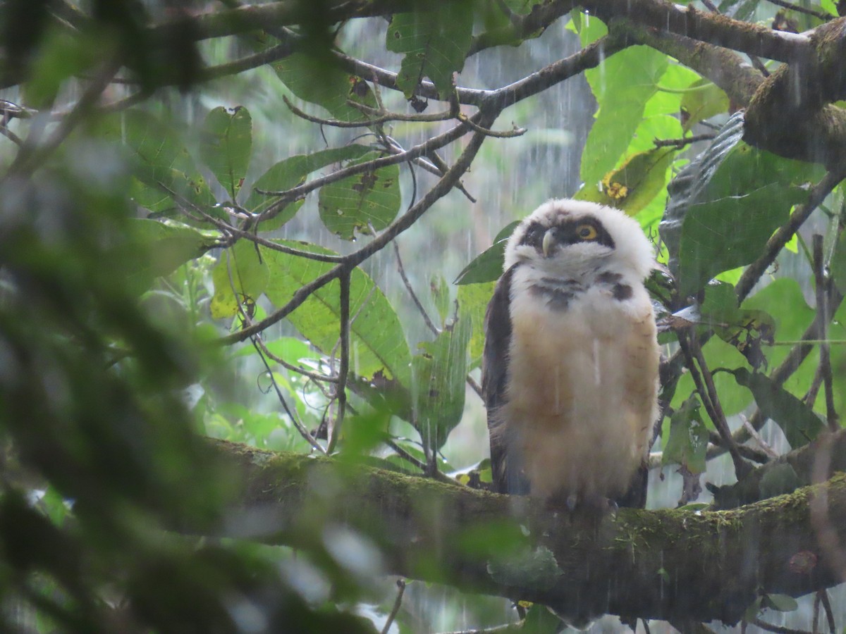 Spectacled Owl - ML646938945