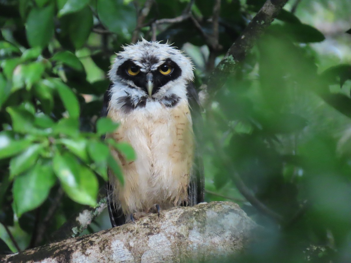 Spectacled Owl - ML646938946