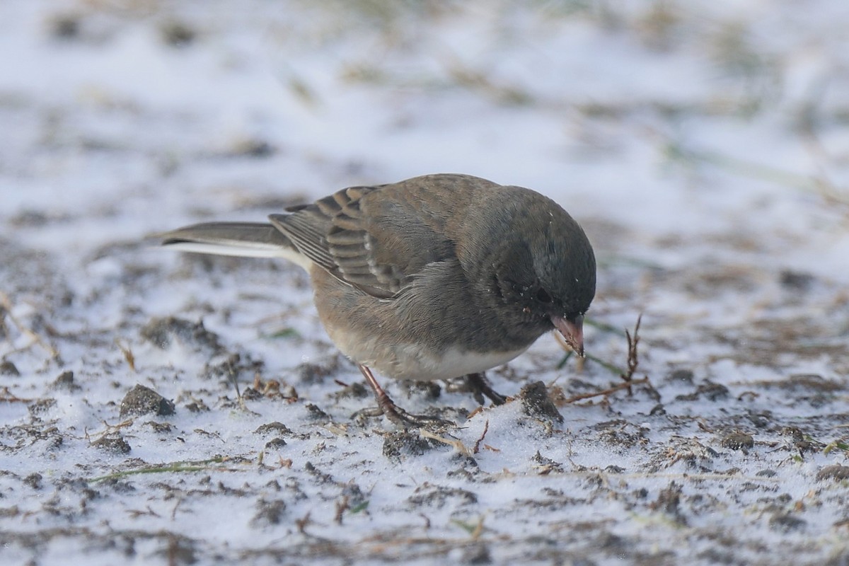 Winterammer - ML646938959