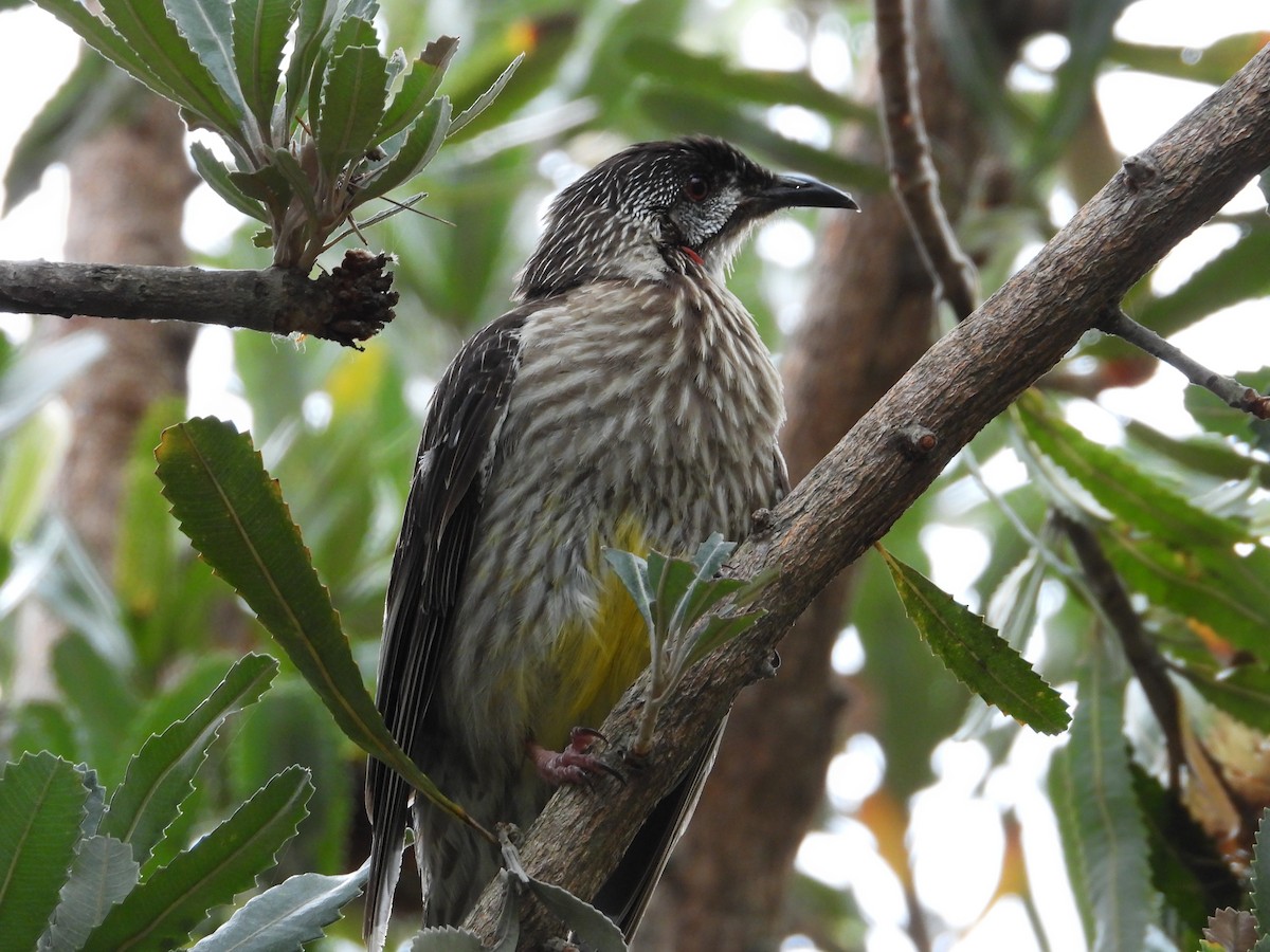 Red Wattlebird - ML646938960