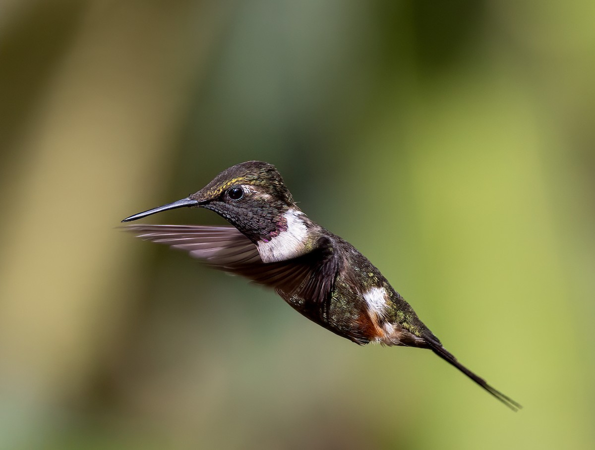 Purple-throated Woodstar - ML646938961