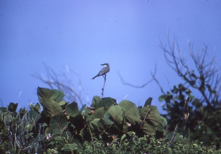Gray Kingbird - ML646938965