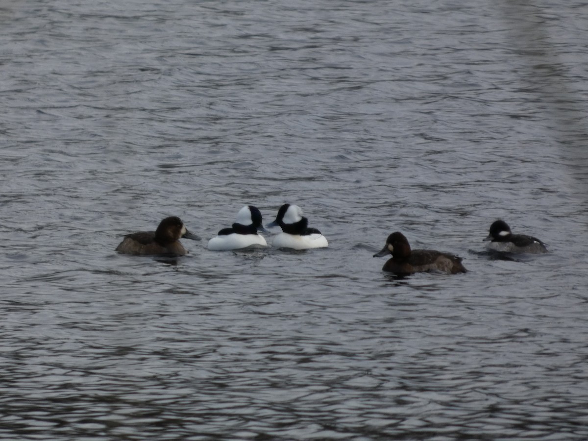 Гоголь-головастик - ML646938966