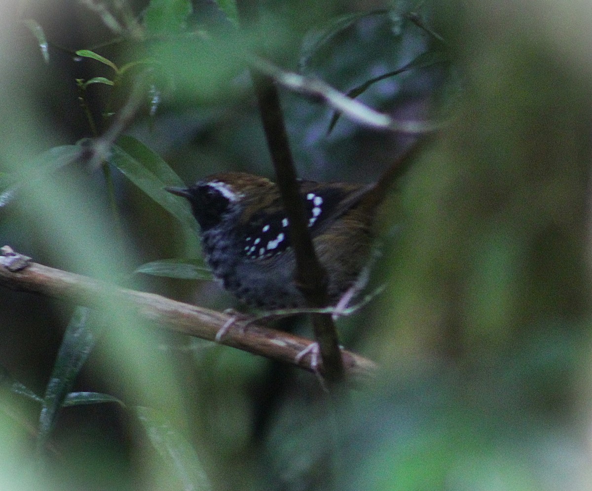 Покривник бразильський - ML646938967