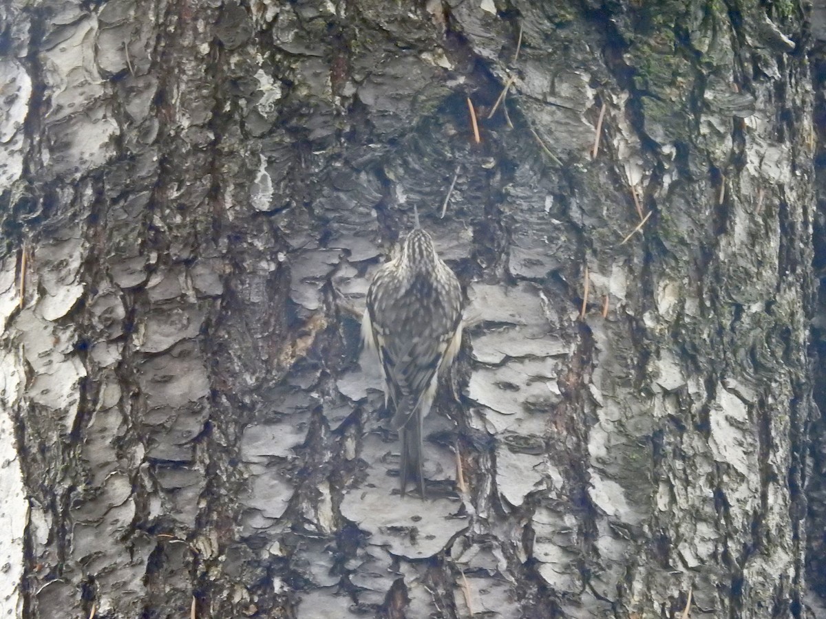 amerikatrekryper - ML646938968