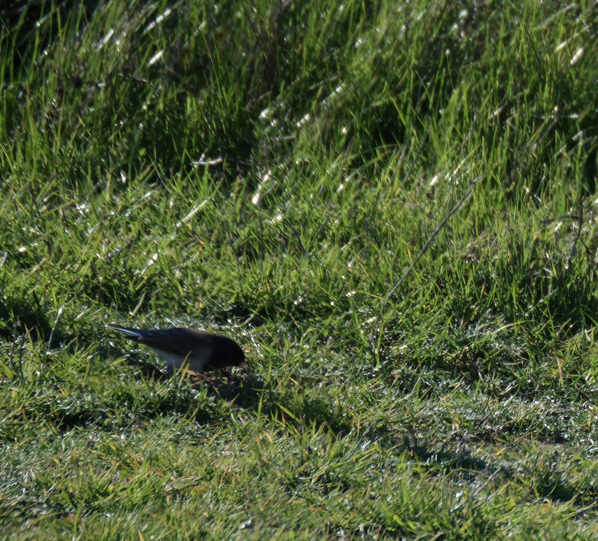 strnadec zimní - ML646938969