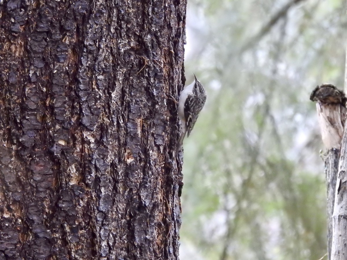 amerikatrekryper - ML646938970