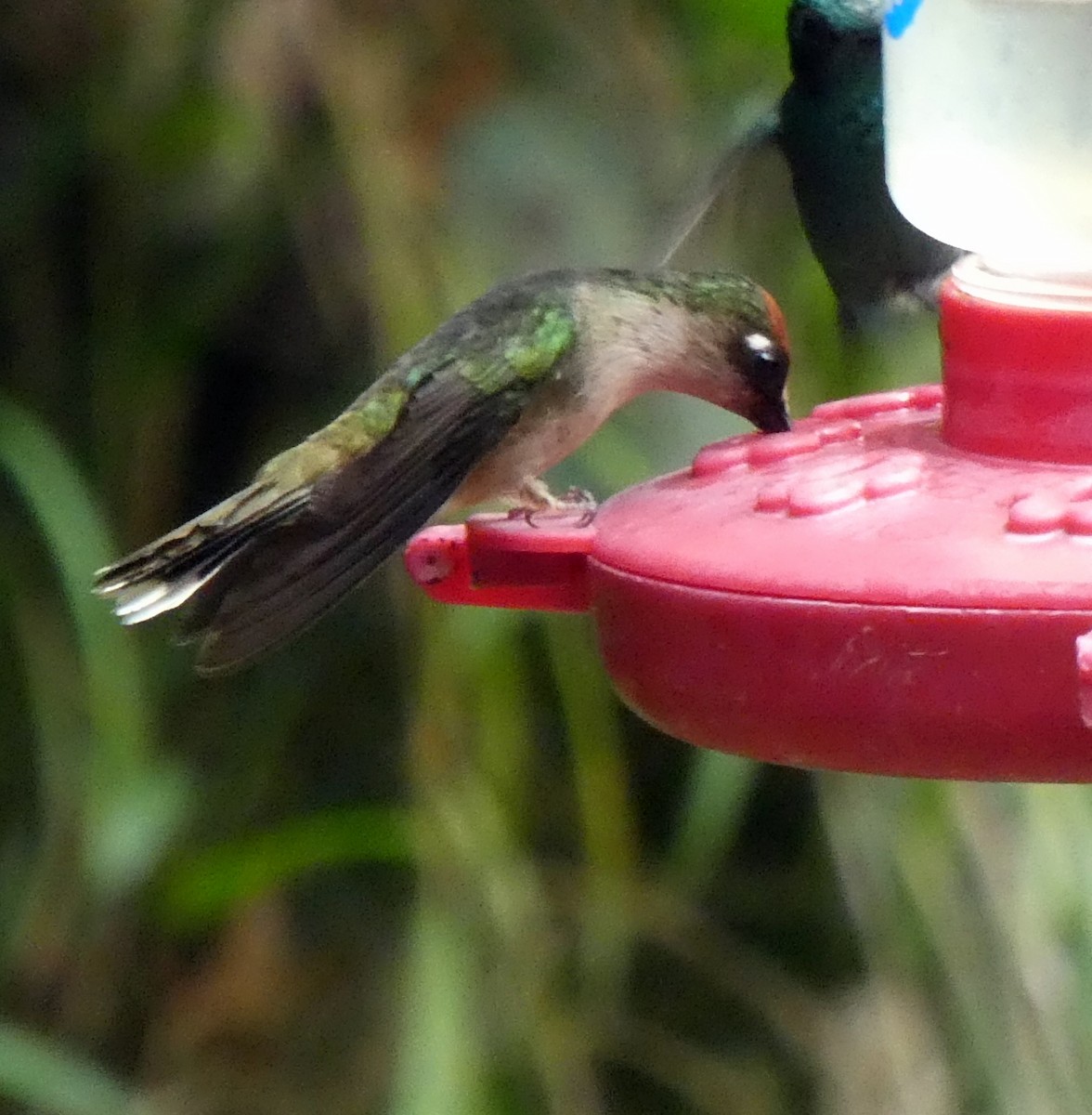 Tolima Blossomcrown - ML646938972