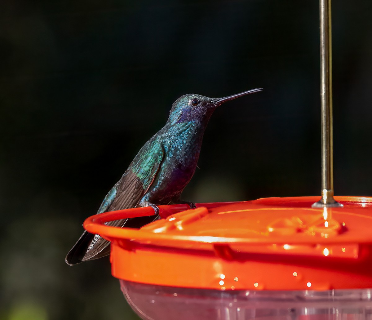 Lesser Violetear - ML646938973