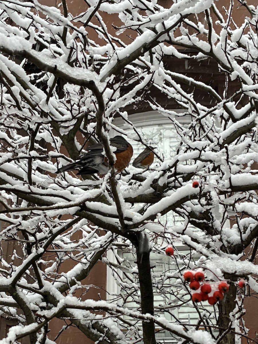 Странствующий дрозд - ML646938975