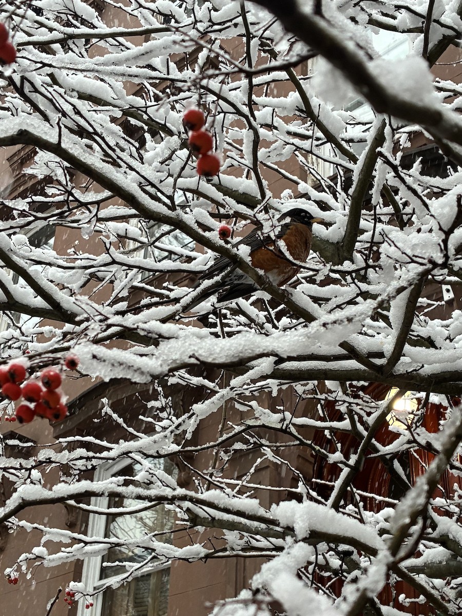 Странствующий дрозд - ML646938976