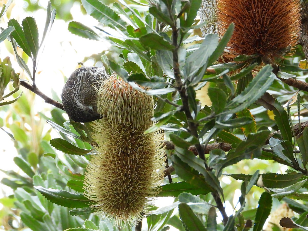 Little Wattlebird - ML646938987
