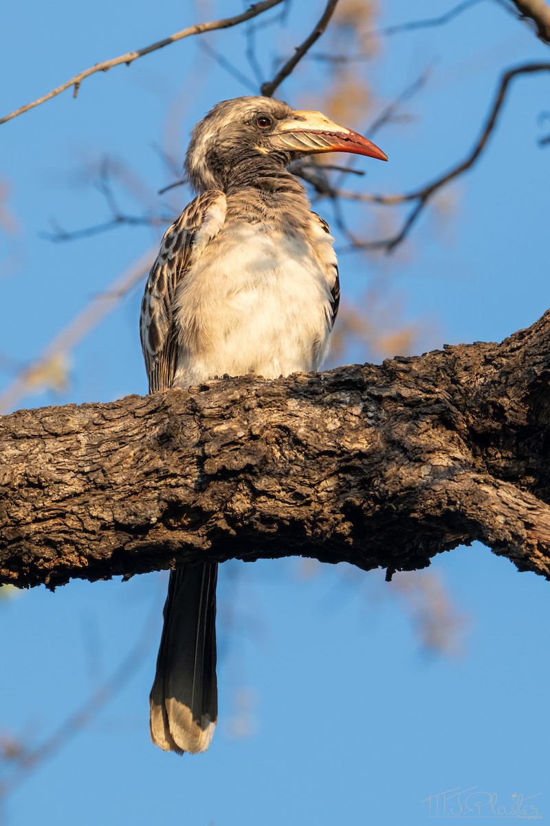 zoborožec šedý - ML646938989