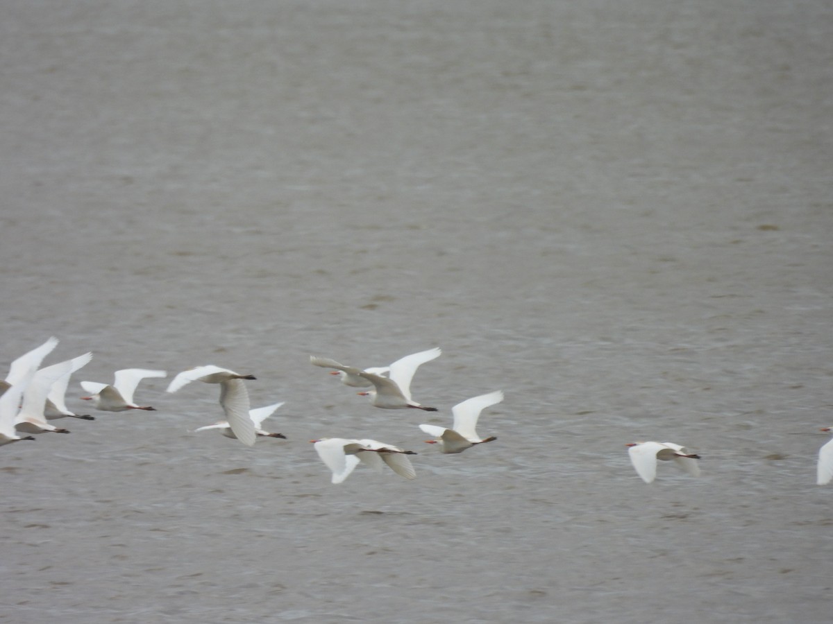 אנפית בקר מערבית - ML646938991