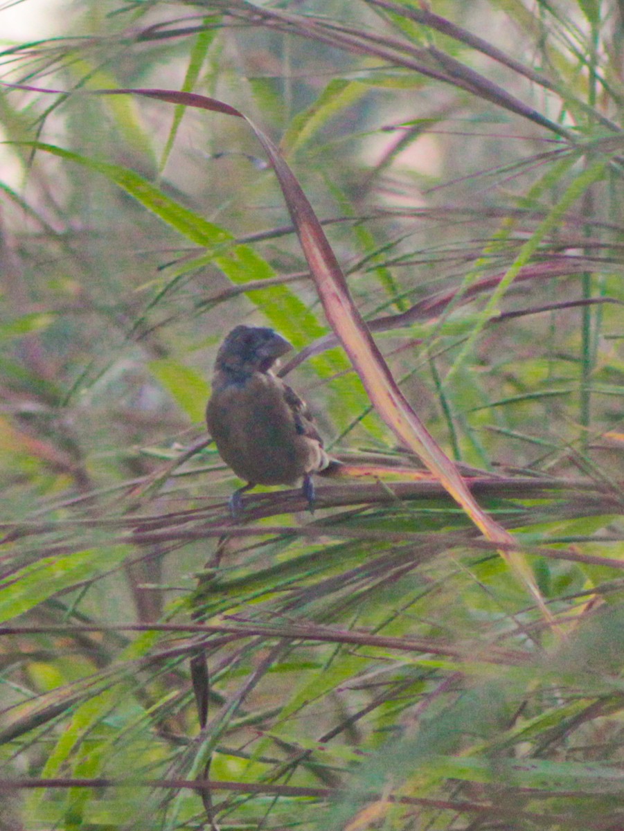 Blue Grosbeak - ML646938993