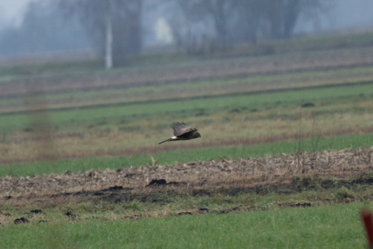 Лунь польовий - ML646938994
