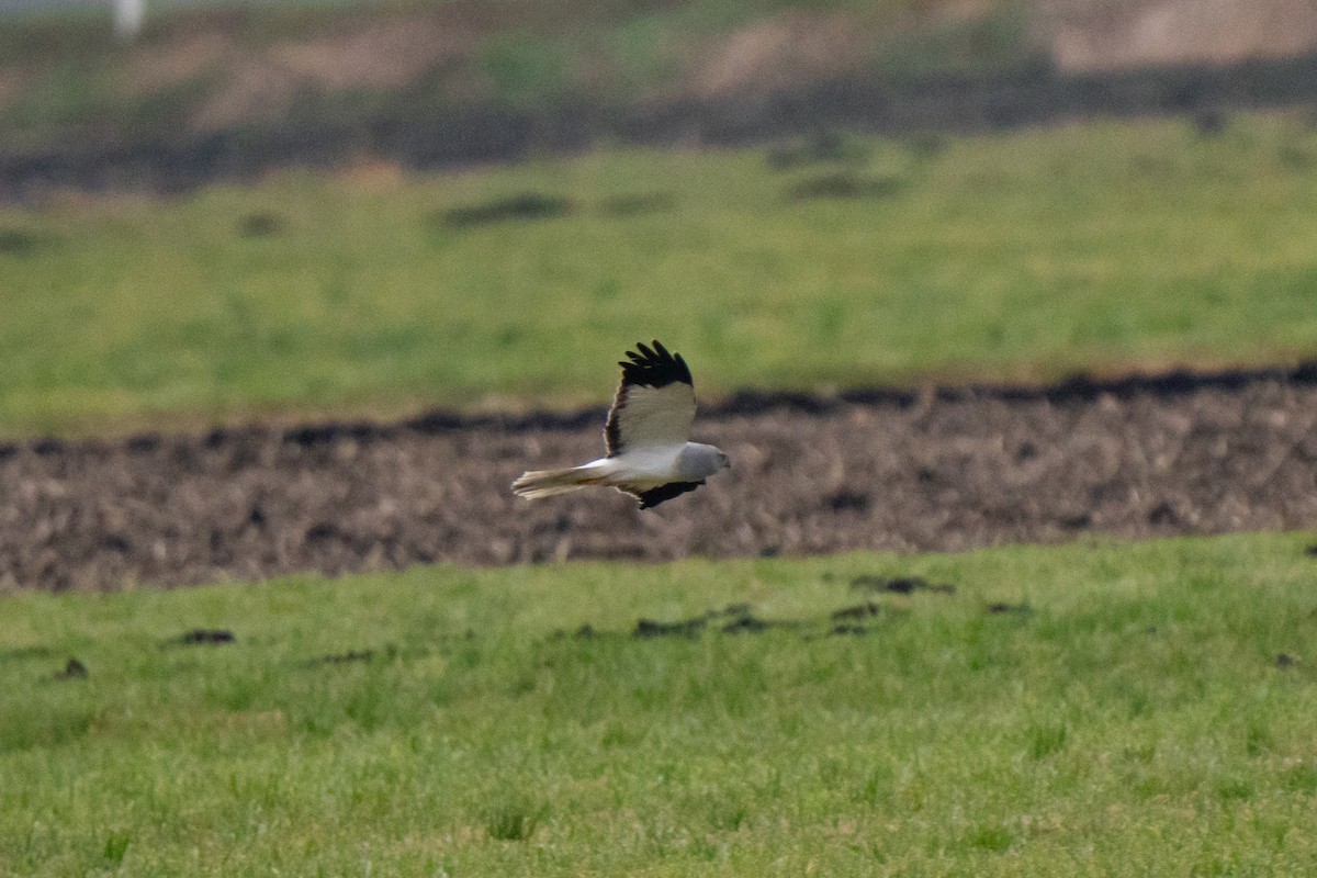 Лунь польовий - ML646938996