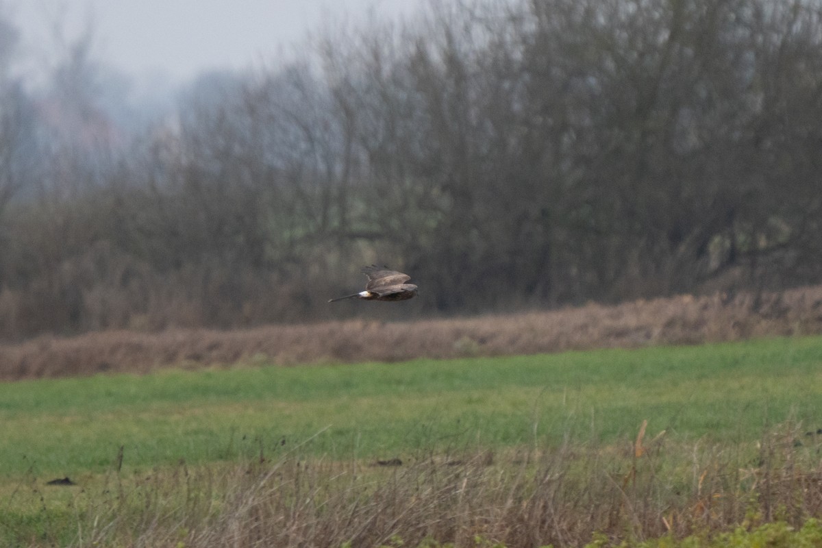 Лунь польовий - ML646938997