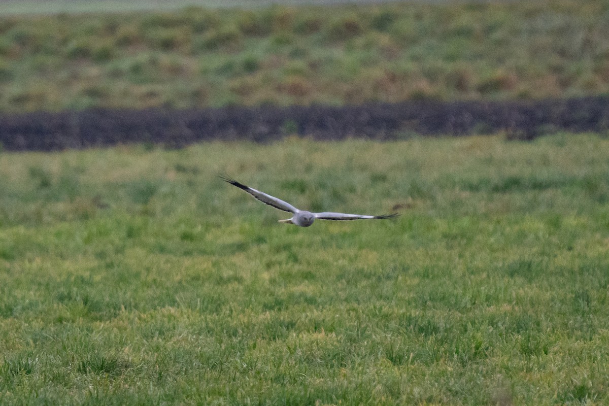 Лунь польовий - ML646938998