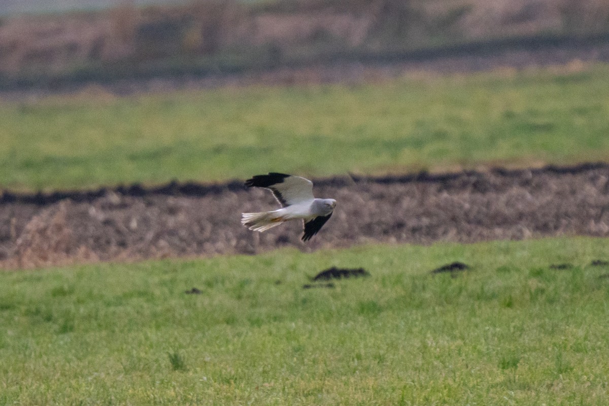 Лунь польовий - ML646938999