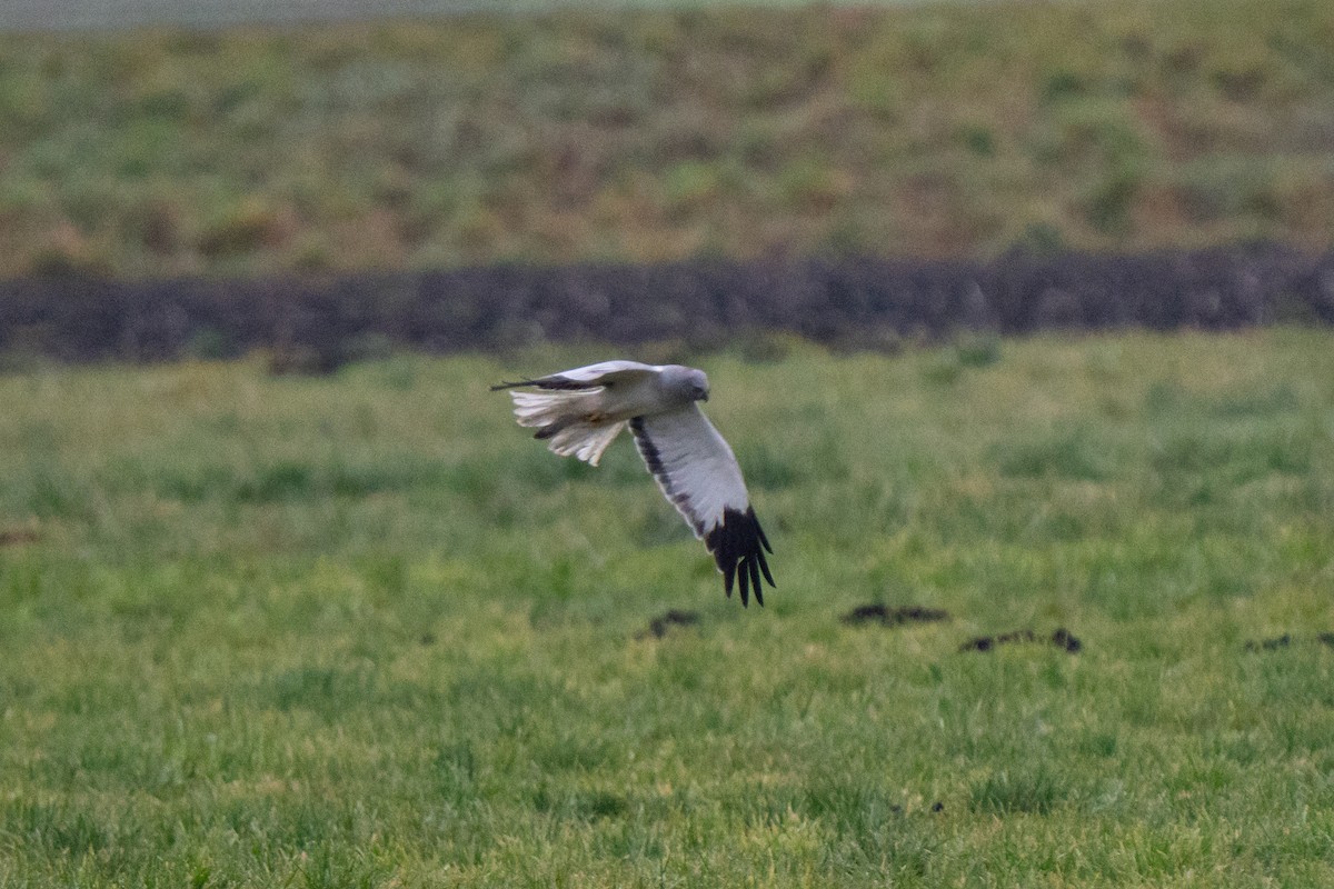 Лунь польовий - ML646939000