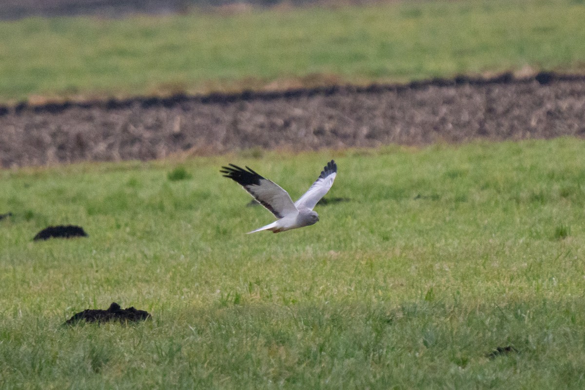 Лунь польовий - ML646939001