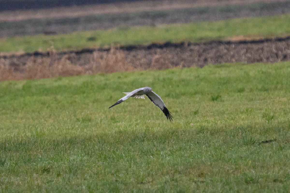 Лунь польовий - ML646939002