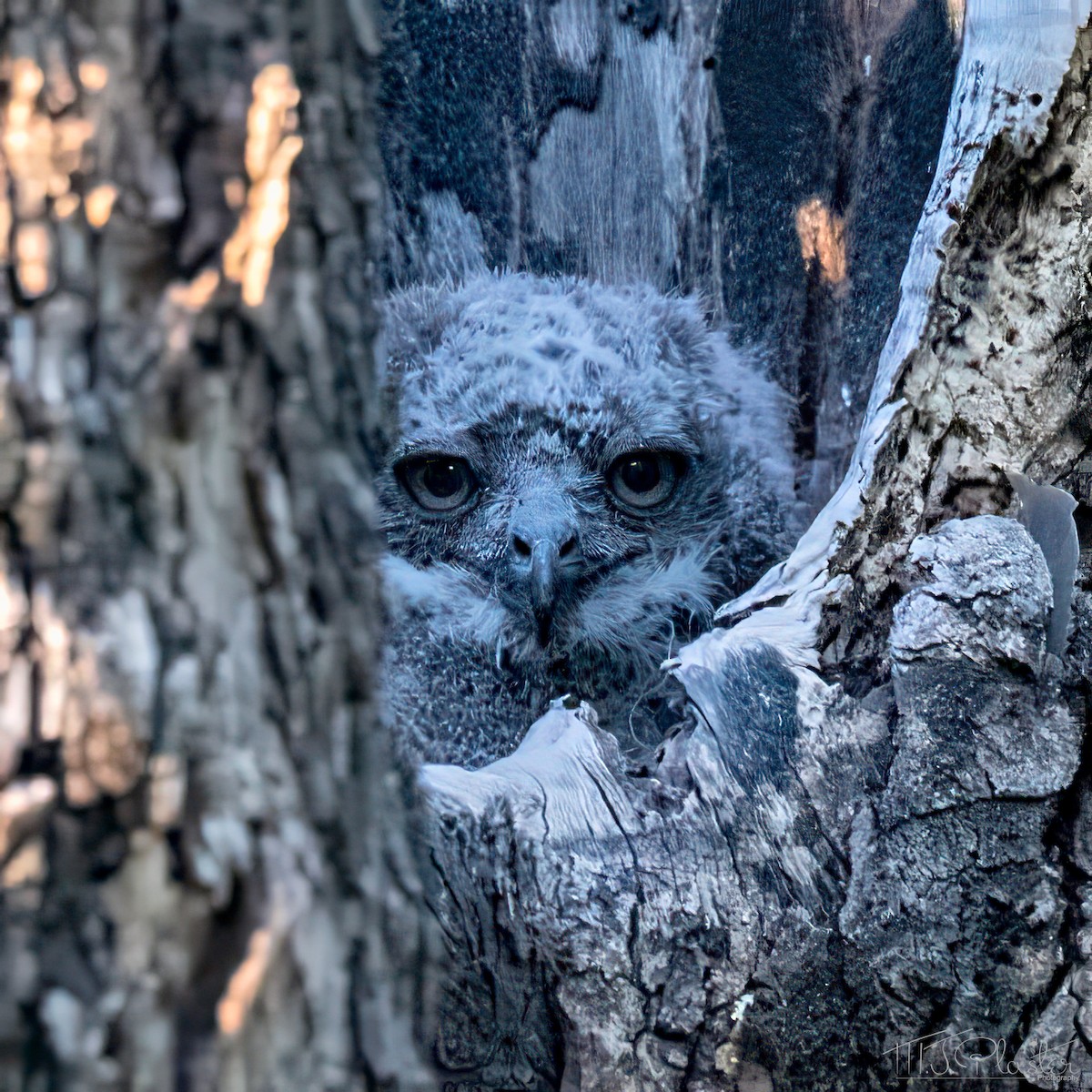 výr africký - ML646939003