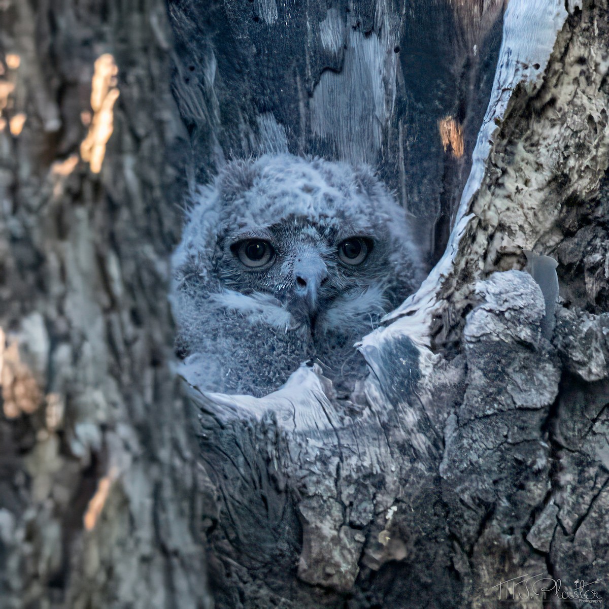 výr africký - ML646939004