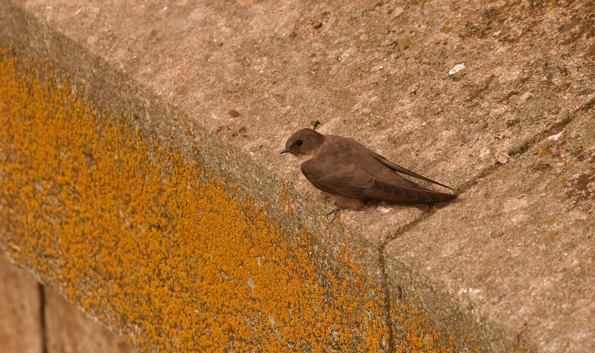 Скальная ласточка - ML646939006