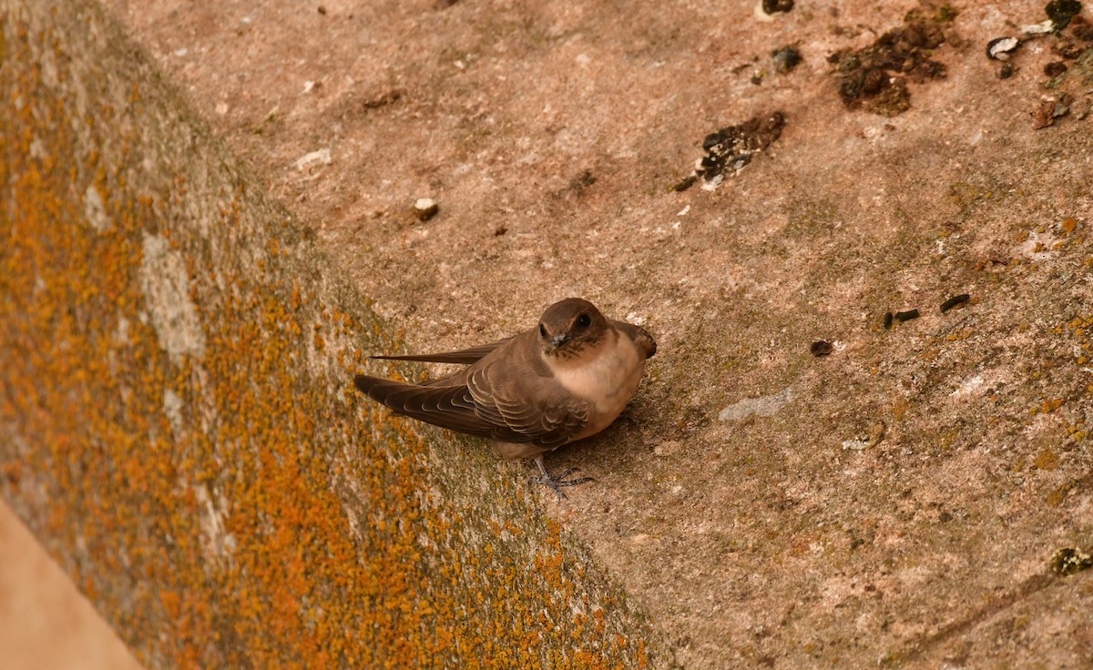 Скальная ласточка - ML646939011