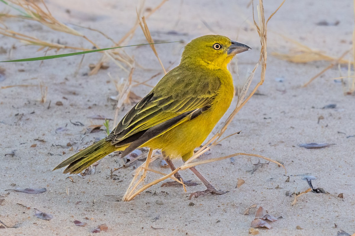 Tisserin safran - ML646939012