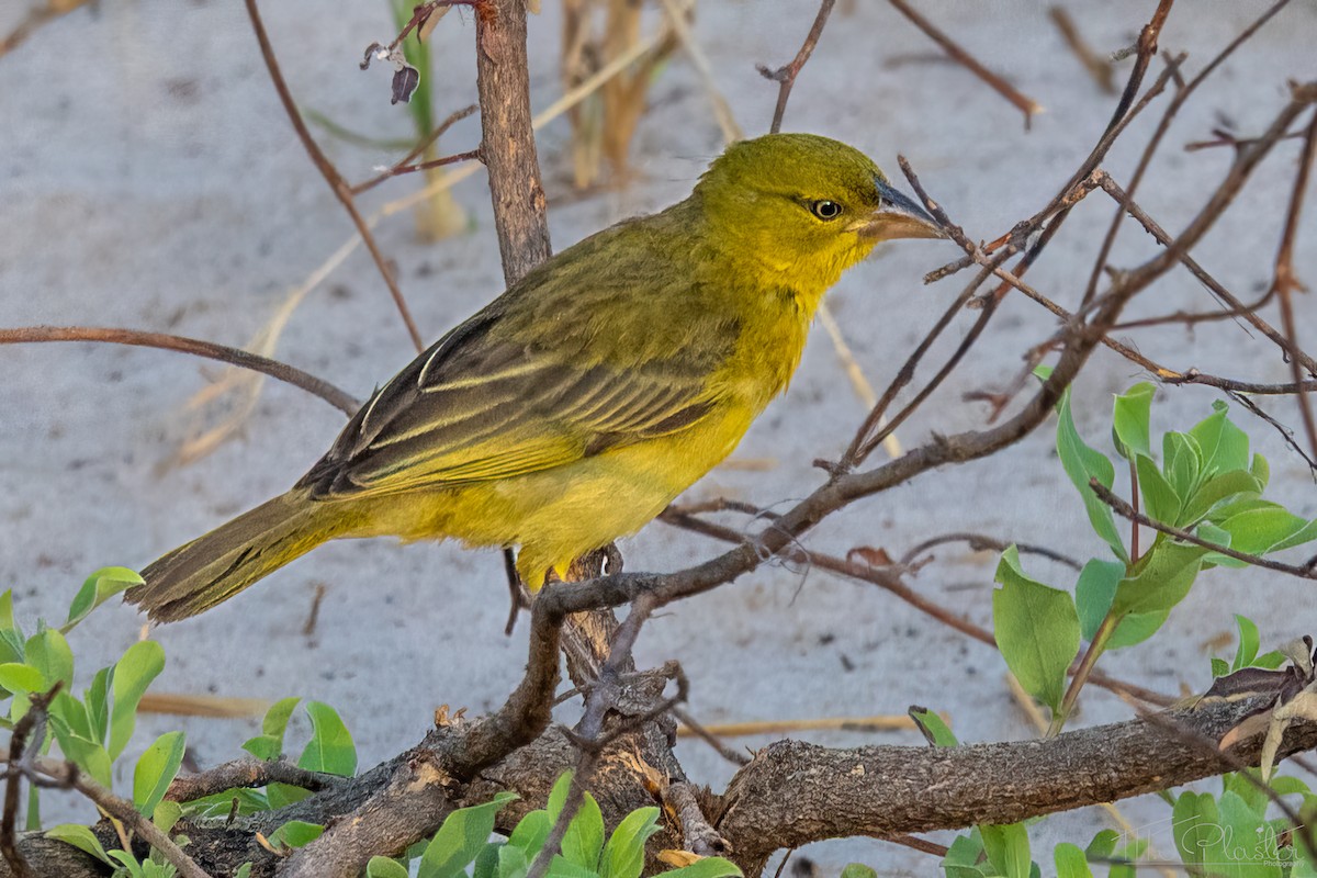 Tisserin safran - ML646939013