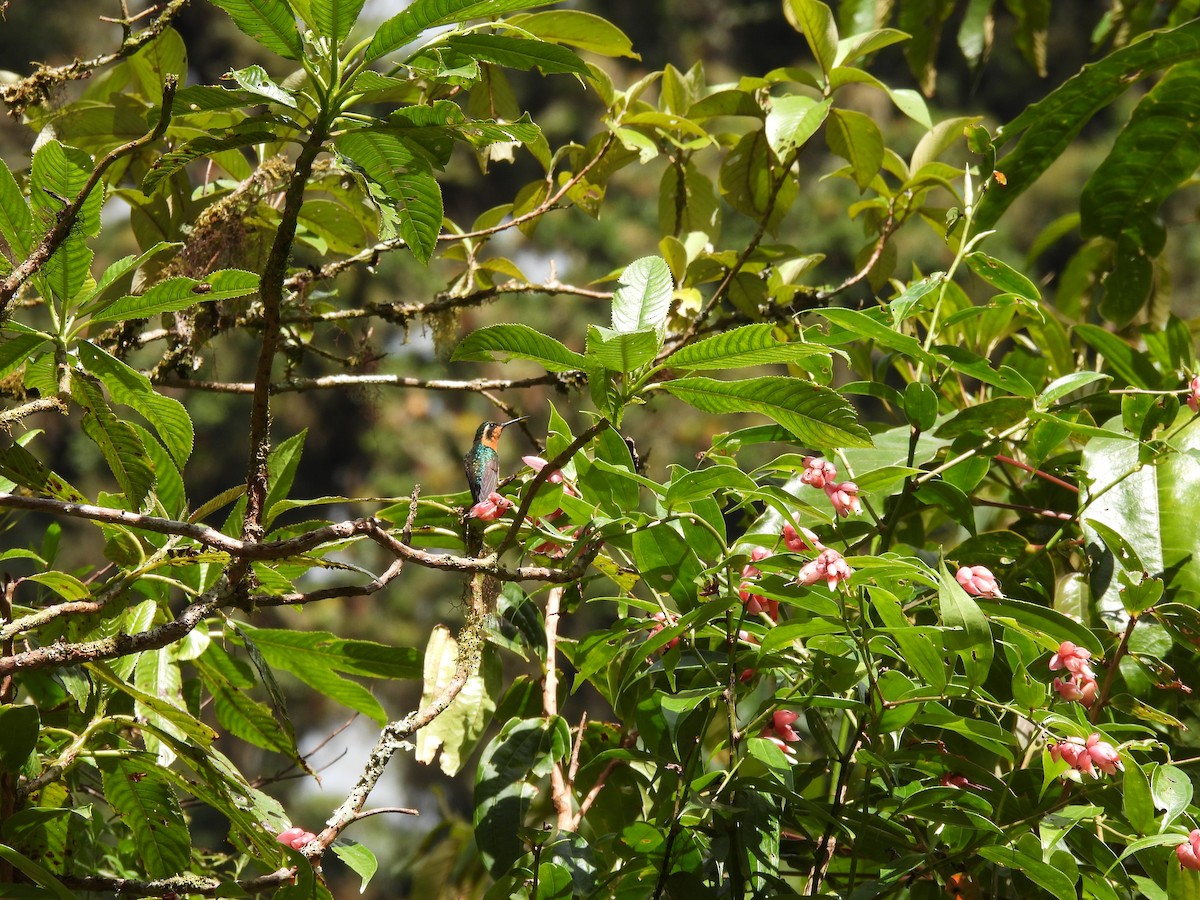 White-throated Mountain-gem - ML646939015