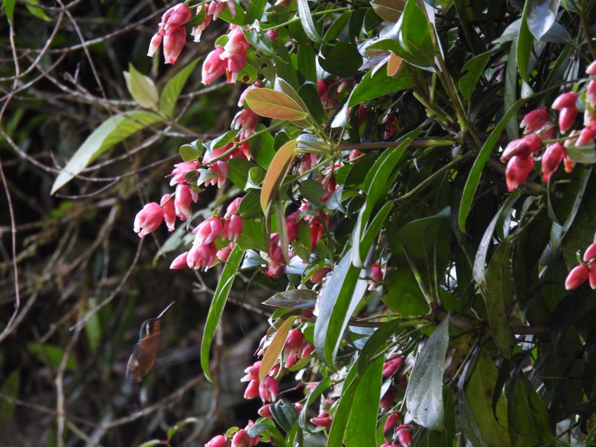 White-throated Mountain-gem - ML646939016