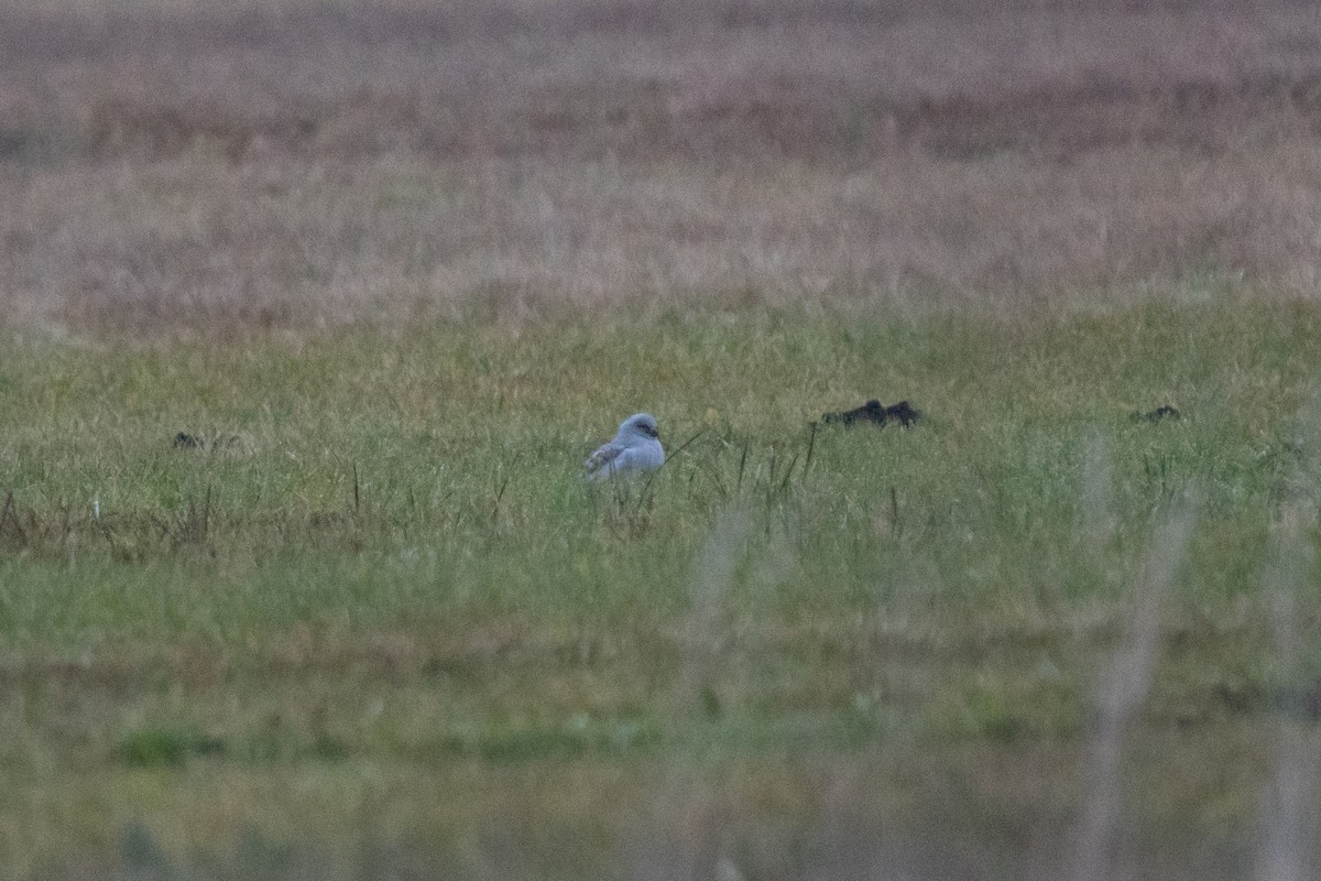 Лунь польовий - ML646939017