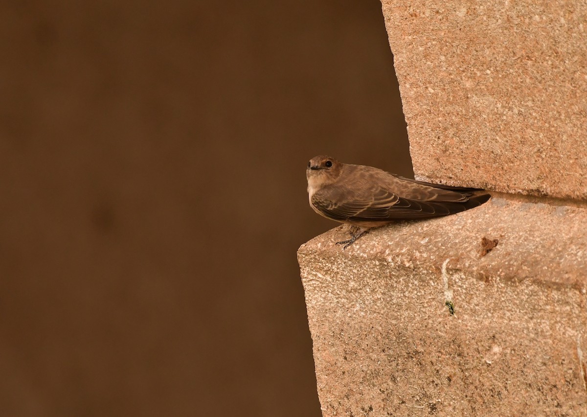 Скальная ласточка - ML646939018