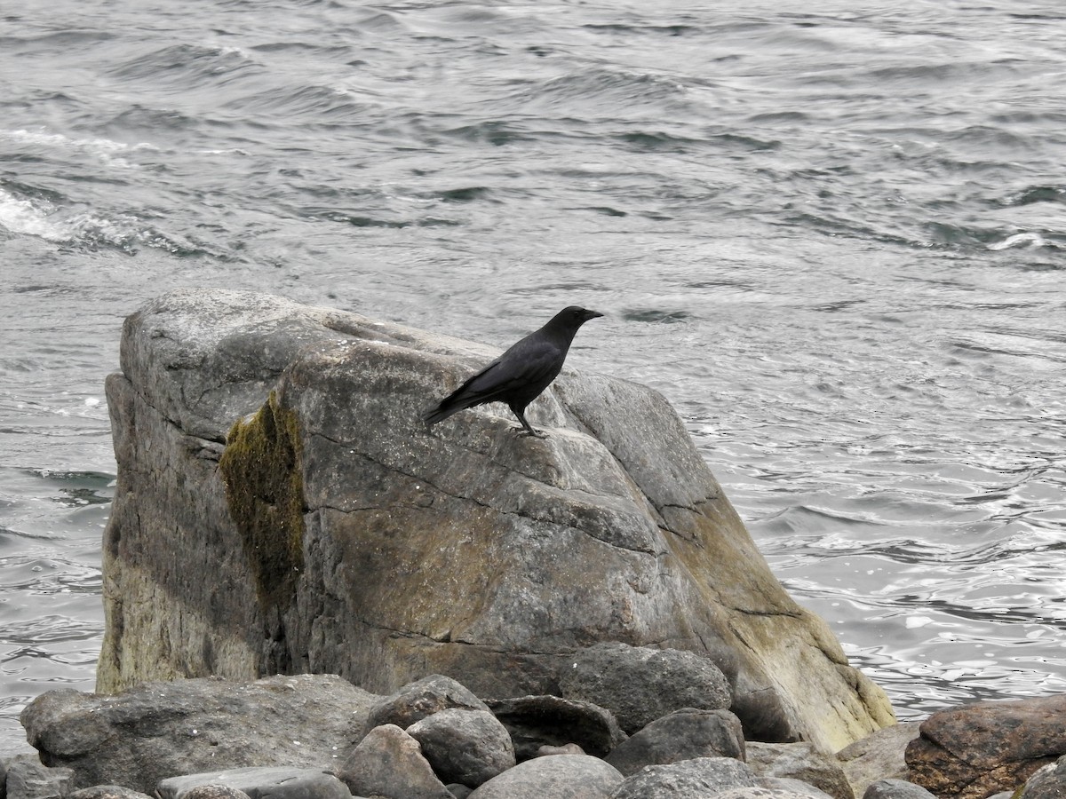 amerikakråke - ML646939020