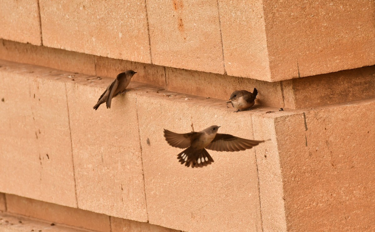 Скальная ласточка - ML646939021