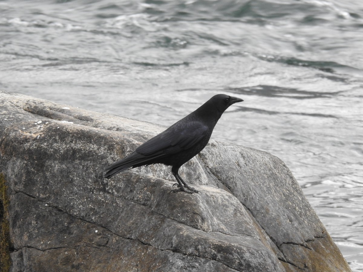 amerikakråke - ML646939023