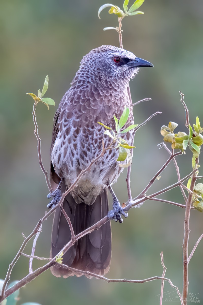 Cratérope de Hartlaub - ML646939024