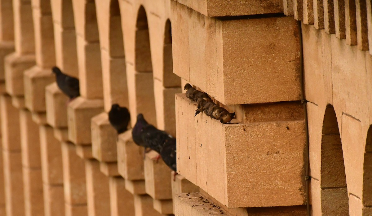 Скальная ласточка - ML646939026