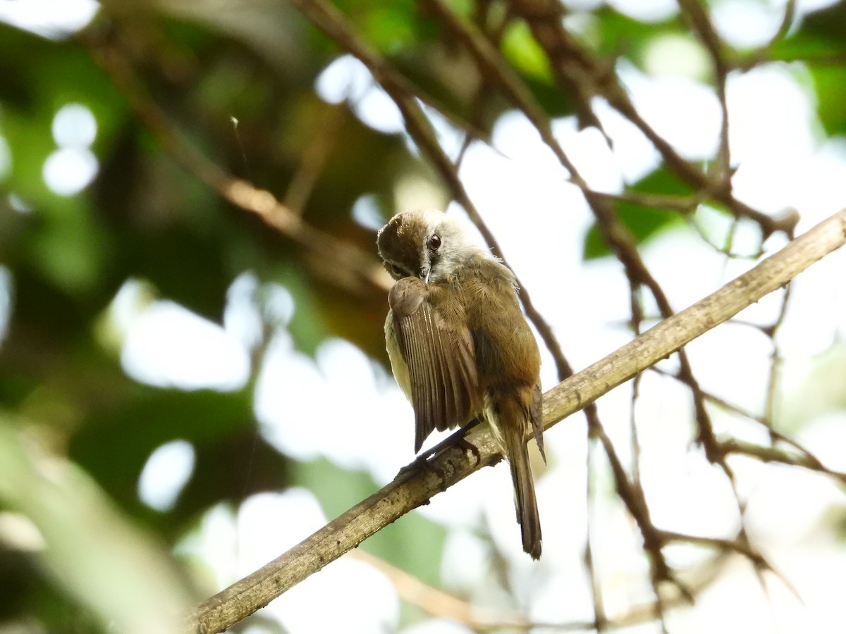 Brown Gerygone - ML646939034