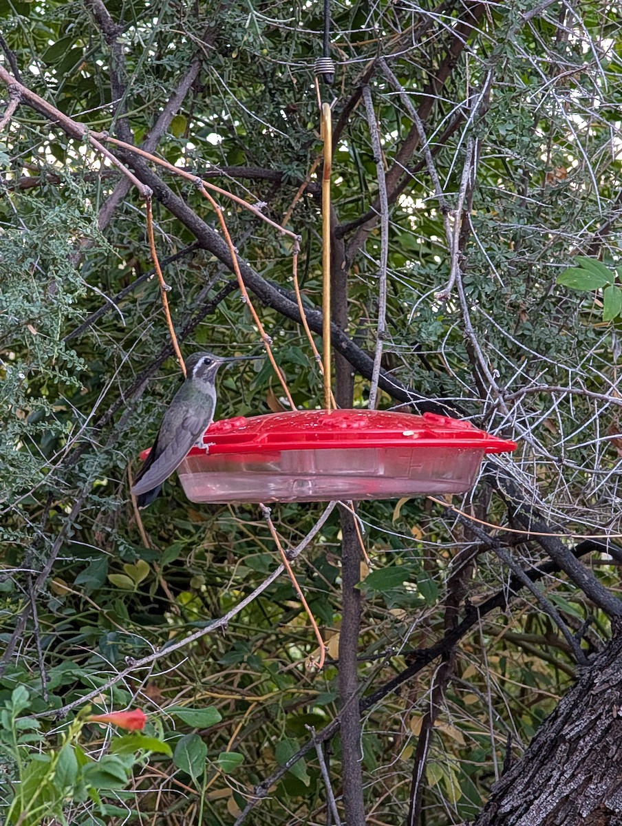 Blue-throated Mountain-gem - ML646939035