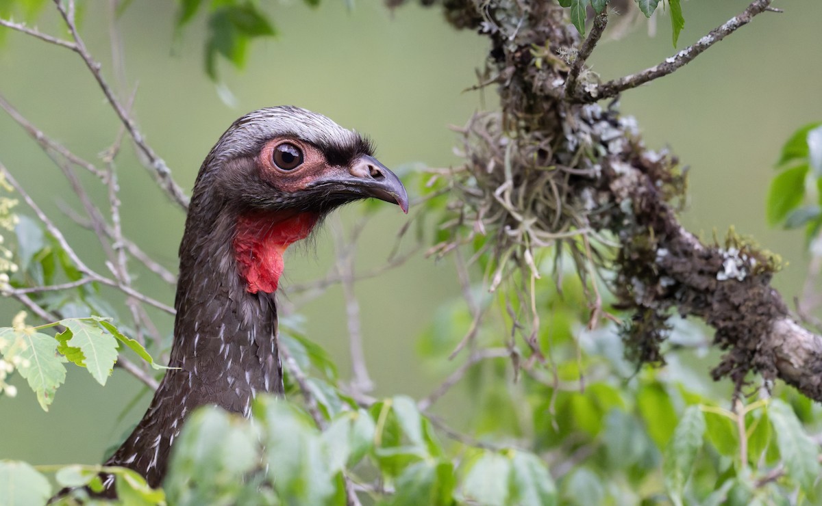 Red-faced Guan - ML646939041
