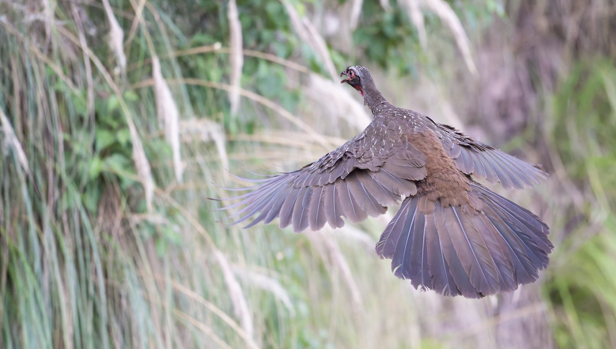 Red-faced Guan - ML646939042