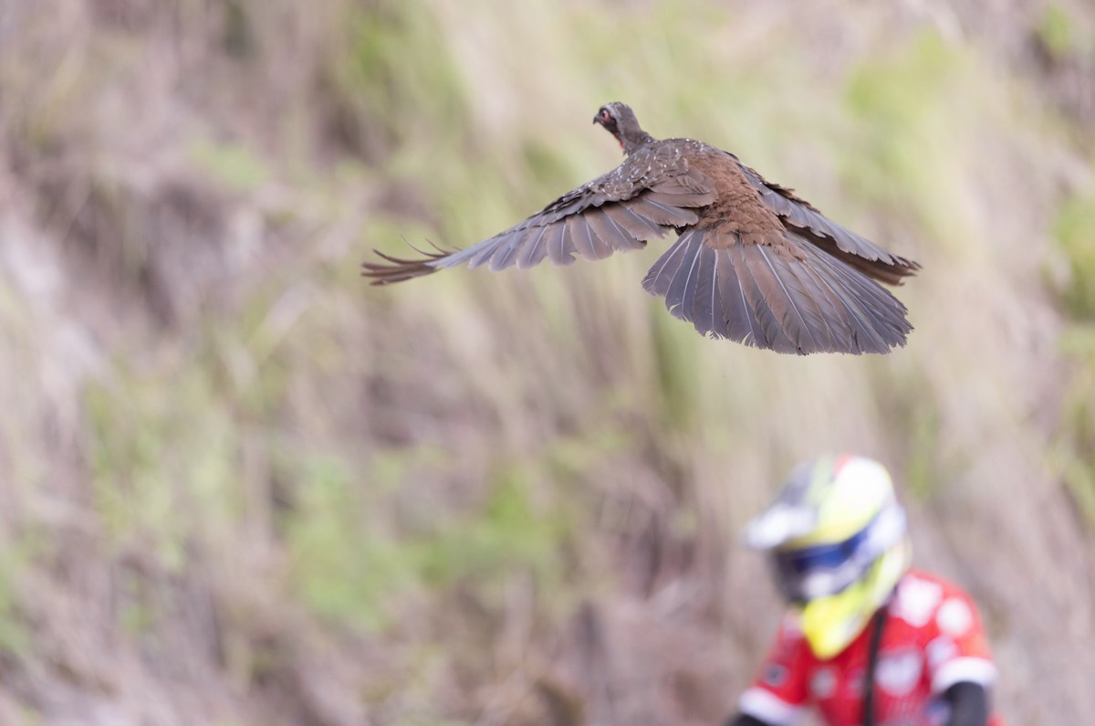 Red-faced Guan - ML646939043