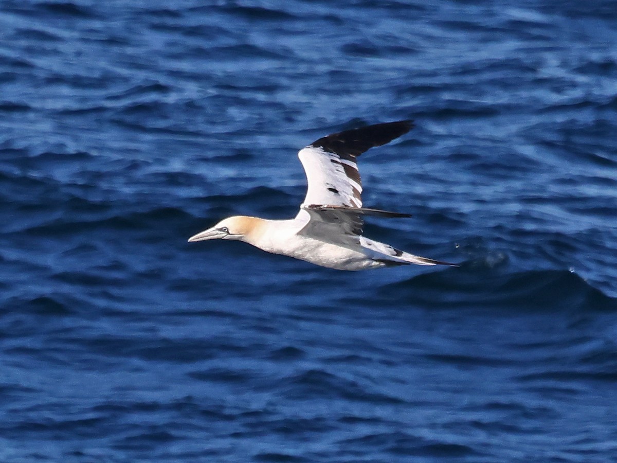 סולה מצויה - ML646939045