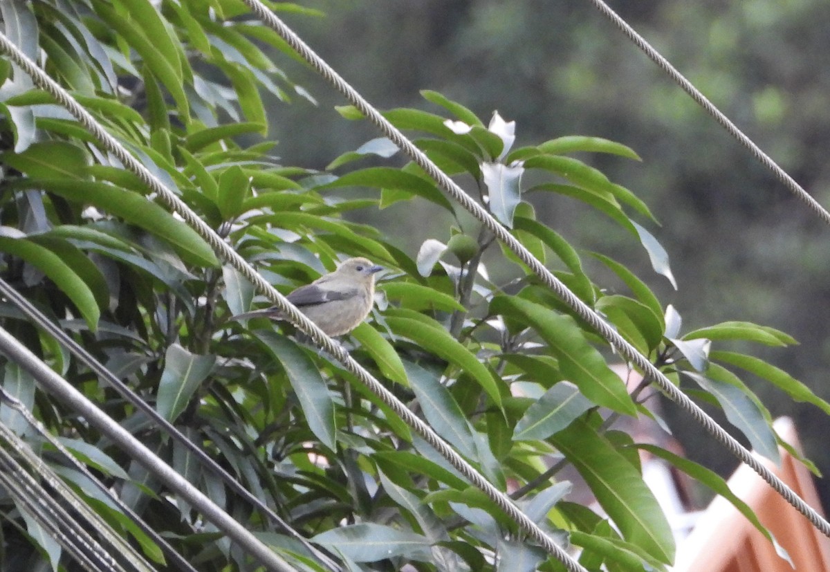 Tangara Palmera - ML646939047