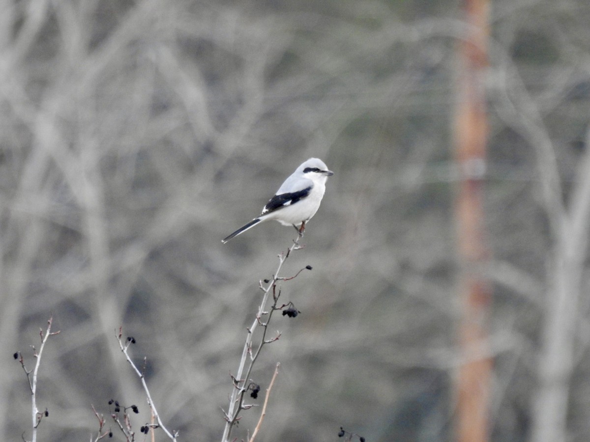 ťuhýk severní - ML646939049